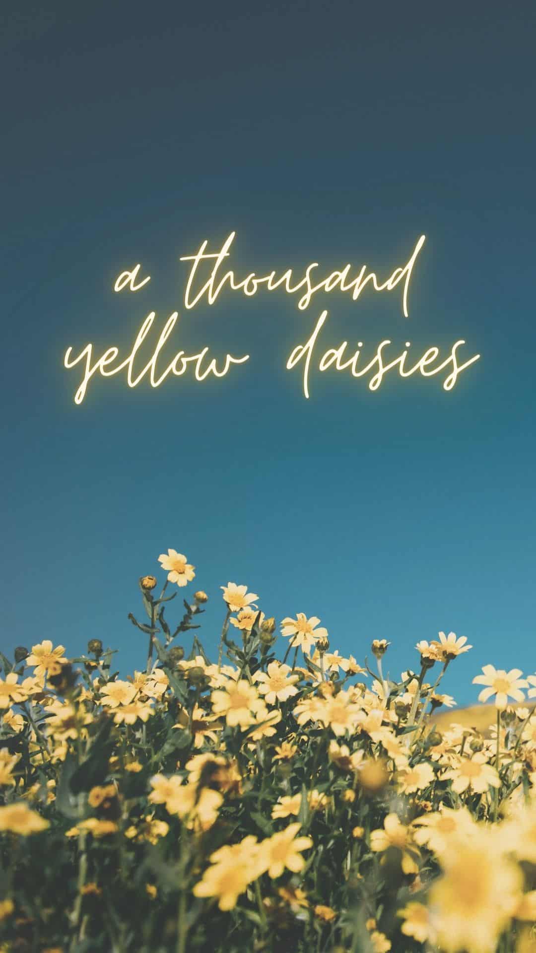 a thousand yellow daisies